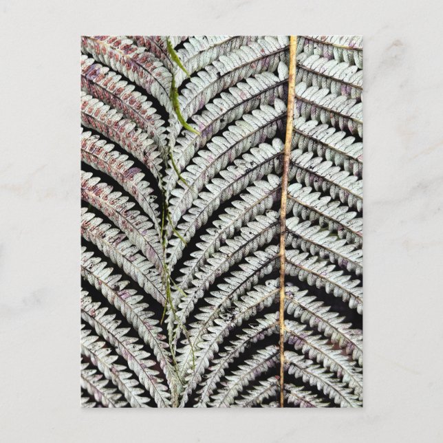 Old Tree Fern Frond Postcard (Front)