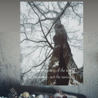 Old Tree in a Misty Forest