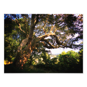 Old Tree Kodak Professional Photo Paper (Satin) Print