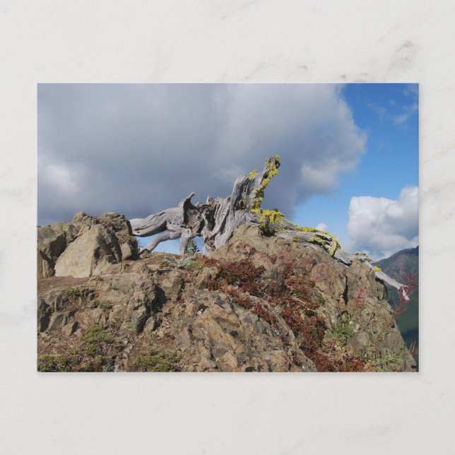 old tree on a mountain postcard (Front)