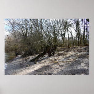 Old tree on the riverbank by Nierstein in Germany Poster