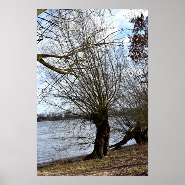 Old tree on the riverbank poster (Front)