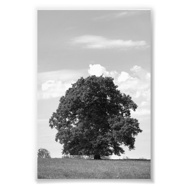 Old tree photo print (Front)