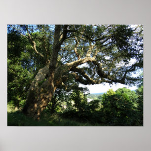 Old Tree Photo  Value Poster Paper (Matte)
