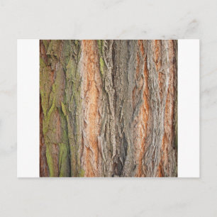 old tree postcard