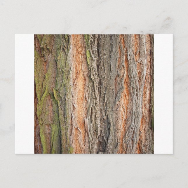 old tree postcard (Front)