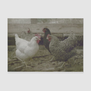 Old Vintage Barnyard Country Chicken Tissue Paper