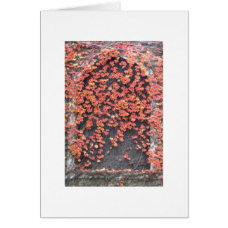 Old Window with Red Ivy