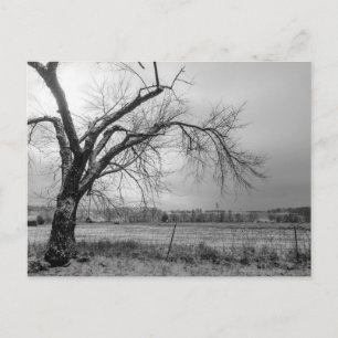 Old Winter Tree Grayscale Postcard