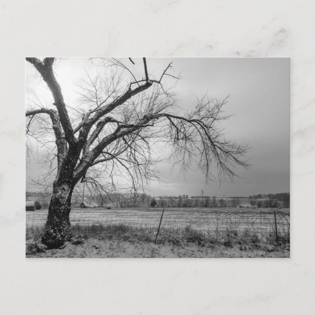 Old Winter Tree Grayscale Postcard (Front)