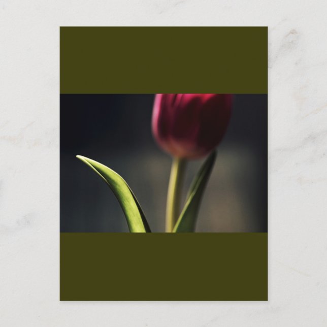 Old World Light, Tulip Stem, artography, Postcard (Front)