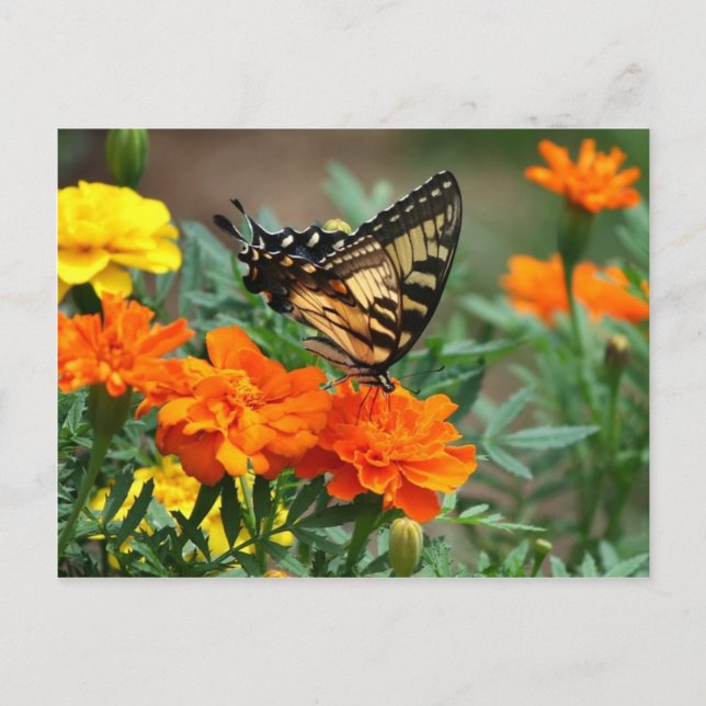 Old World Swallowtail Butterfly Papilio Machaon Postcard (Front)