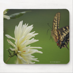 Old World Swallowtail Flying Mouse Pad