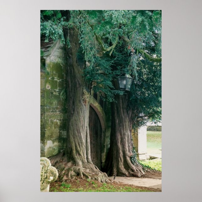 Old Yew Trees Poster (Front)