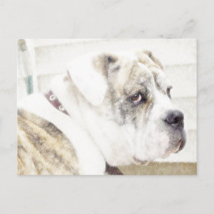 Olde English Bulldogge postcard