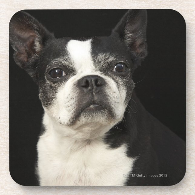 Older Bosten Terrier on black background Coaster (Front)
