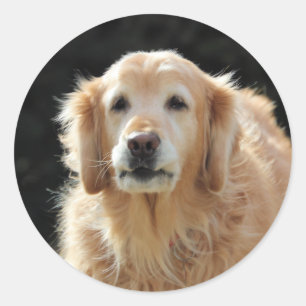 Oldie Goldie   Classic Round Sticker