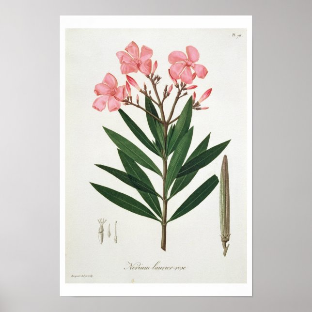 Oleander from 'Phytographie Medicale' by Joseph Ro Poster (Front)