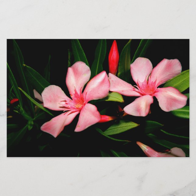 Oleander Stationery (Front)