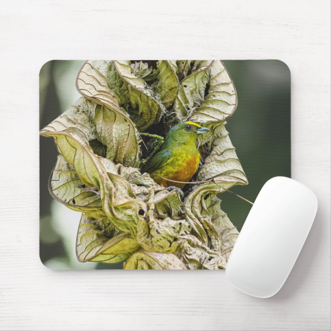 Olive Backed Euphonia, Wildlife Avian Photography Mouse Pad (With Mouse)