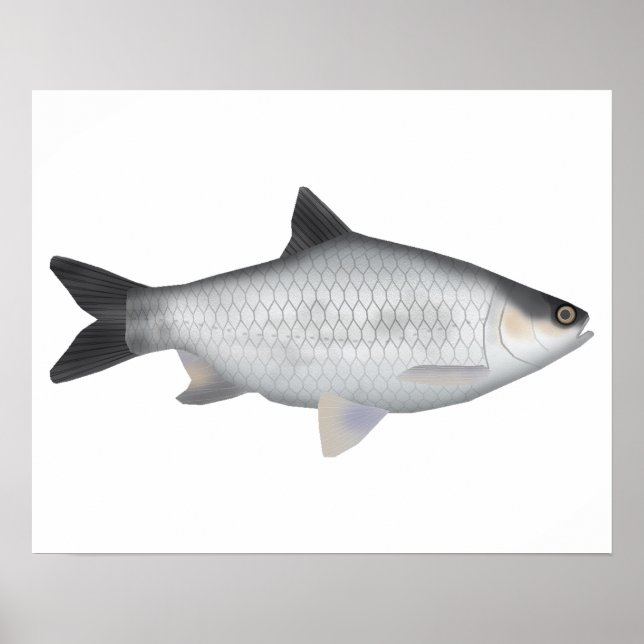 Olive Barb Poster (Front)