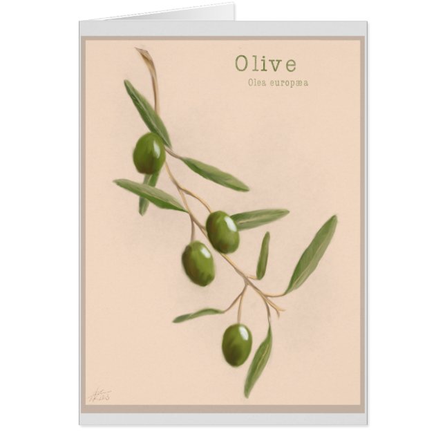 Olive Branch (Front)