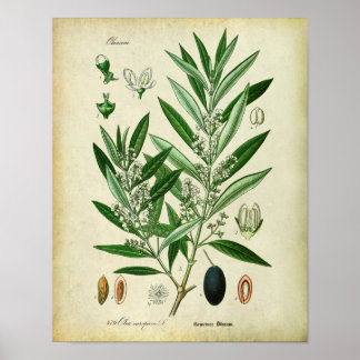 Olive Branches no. 2 Botanical Illustration Poster