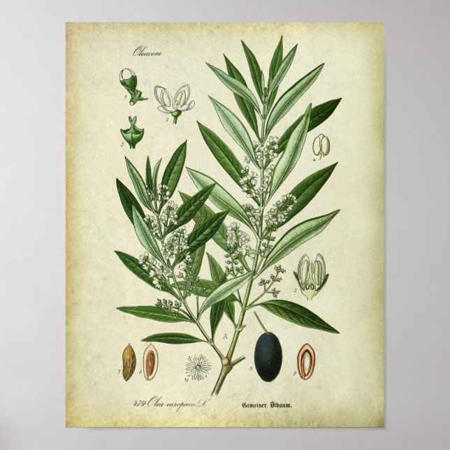 Olive Branches no. 2 Botanical Illustration Poster (Front)
