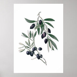 Olive branches poster