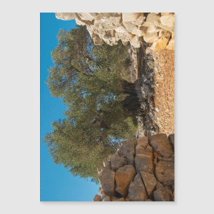 Olive Gardens of Lun