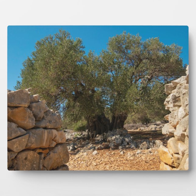 Olive Gardens of Lun Plaque (Front)