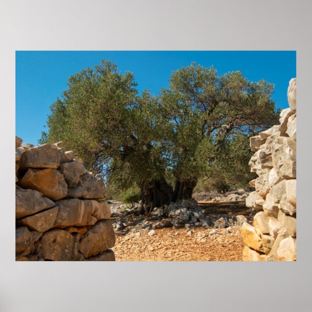 Olive Gardens of Lun Poster (Front)