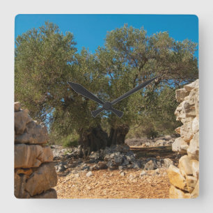 Olive Gardens of Lun Square Wall Clock