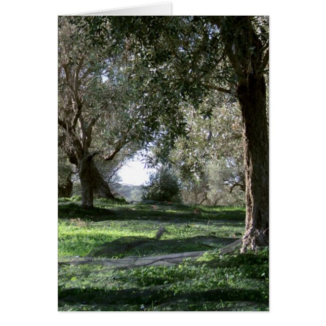 Olive Grove Card (Front)