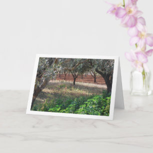 Olive Grove in Valencia, Spain Card