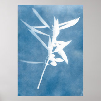 Olive Grove Kitchen Cyanotype Italy Poster 