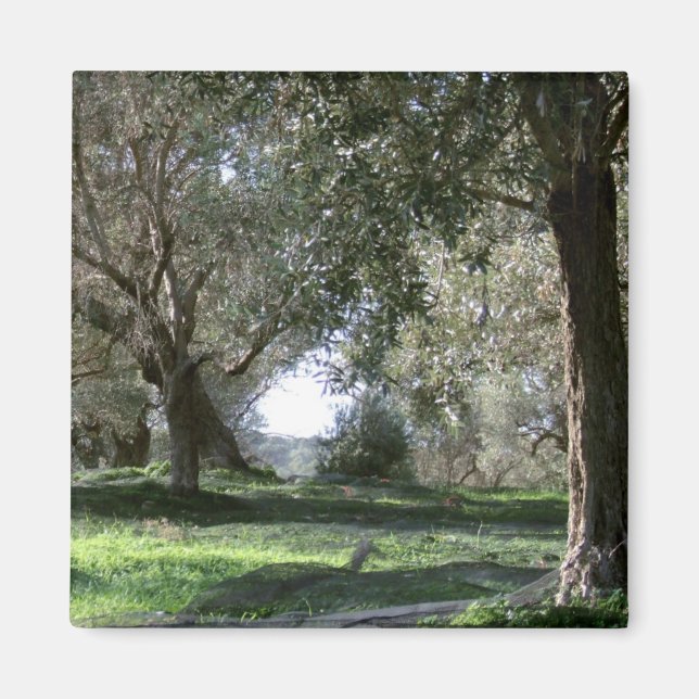 Olive Grove Magnet (Front)