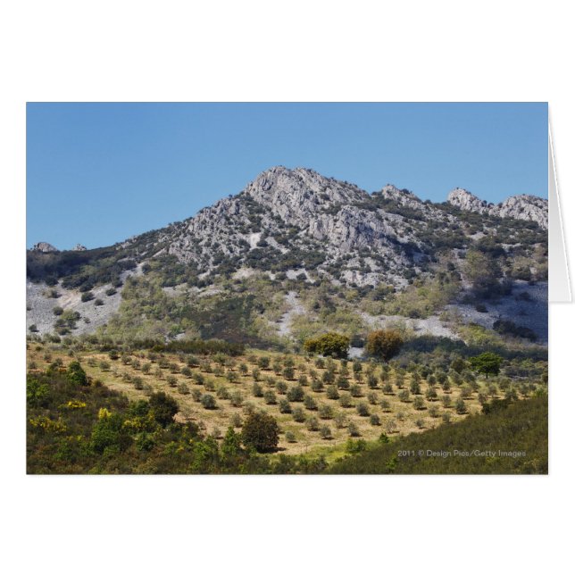 Olive Groves (Front Horizontal)