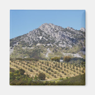 Olive Groves Magnet