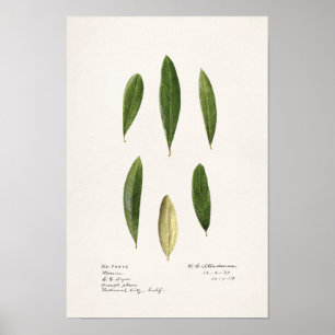 Olive leaves (Olea Europaea) Watercolor Painting Poster