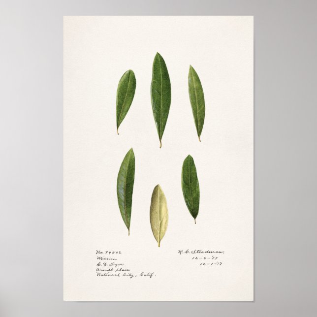 Olive leaves (Olea Europaea) Watercolor Painting Poster (Front)