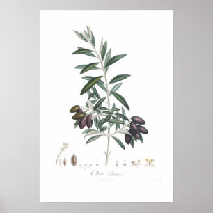 Olive,Olea europaea Poster