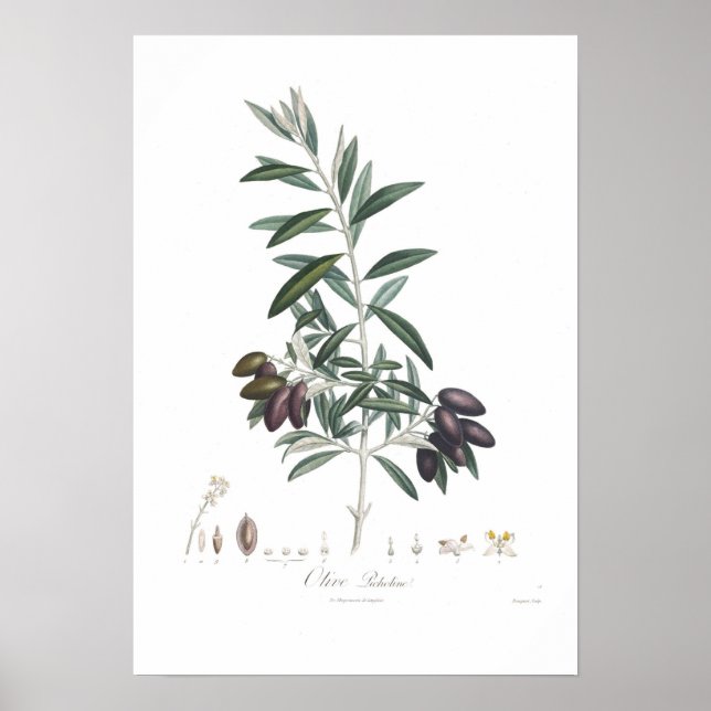 Olive,Olea europaea Poster (Front)