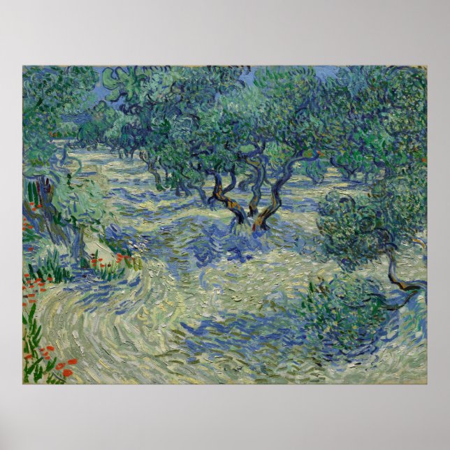 Olive Orchard by Vincent Van Gogh Poster (Front)