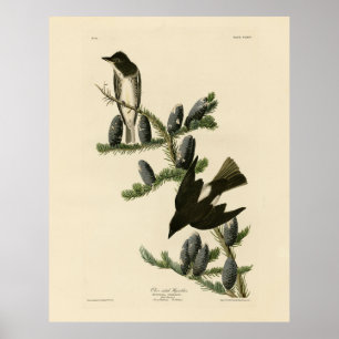 Olive-sided Flycatcher, Audubon's Birds of America Poster
