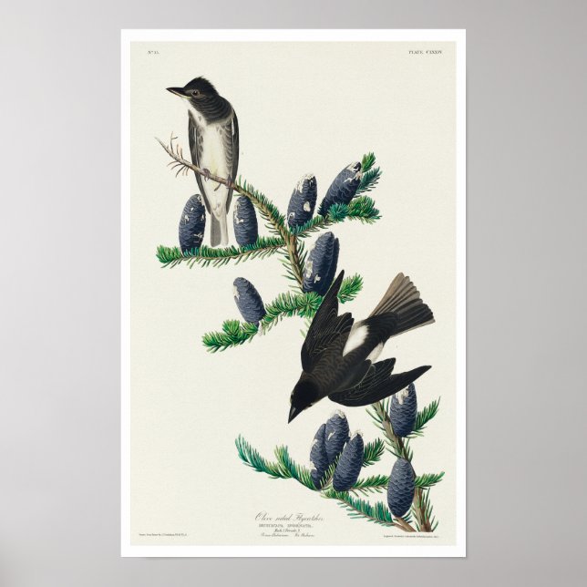 Olive sided Flycatcher by Audubon Poster (Front)
