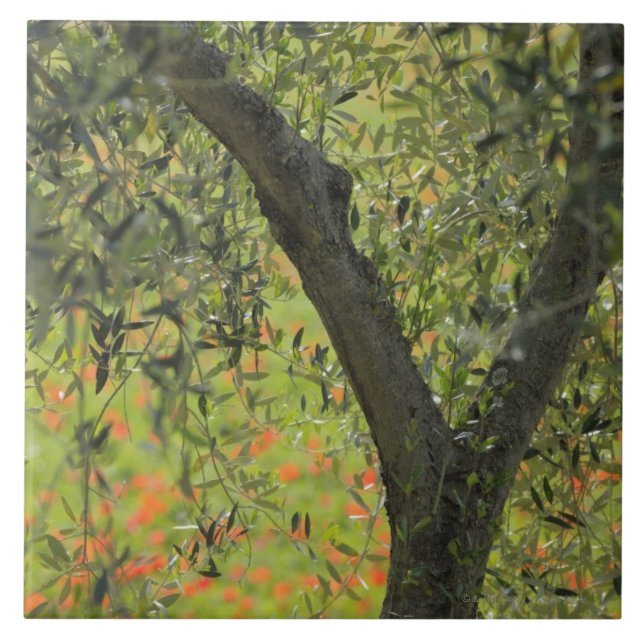Olive Tree, Castiglione d'Orcia, Siena Province, Ceramic Tile (Front)