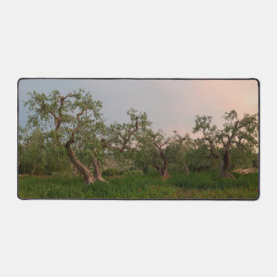 Olive tree grove at sunset  desk mat