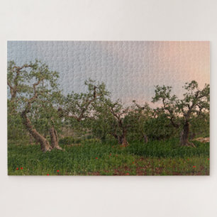 Olive tree grove at sunset jigsaw puzzle