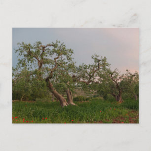 Olive tree grove at sunset postcard